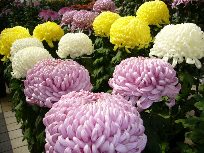 1549852180_750_2-1-chrysanthemum-kiku-katori-city-japan-1549010562_680x0.jpg