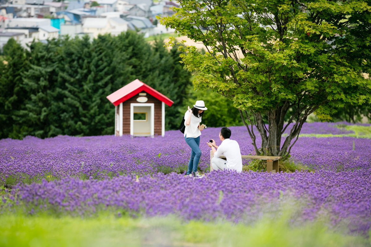 du-lich-nhat-ban-mua-he-lavender-10062019-152944.jpg