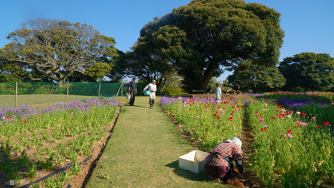 daohoanokonoshima-6-15052019-143135.jpg