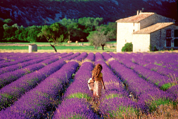 lavender-provence-22052019-151505.jpg