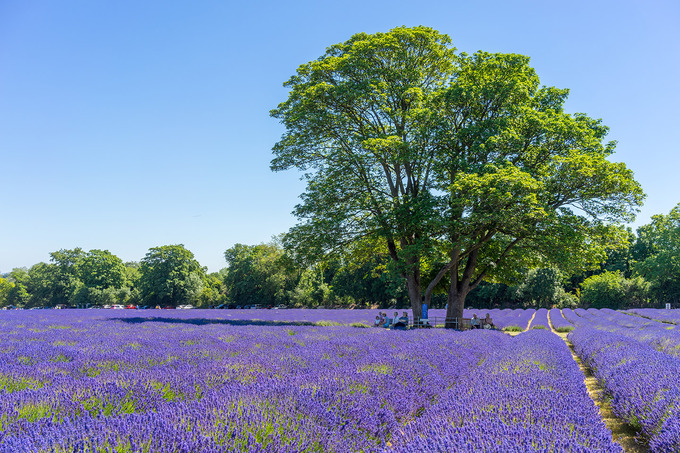 lavender-banstead-22052019-151443.jpg