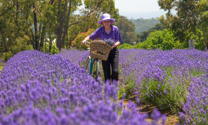 lavender-garden-22052019-151613.jpg