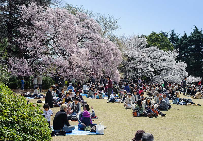 du-lich-tokyo-nhat-ban-shinjuku-gyoen-04042019-145554.jpg